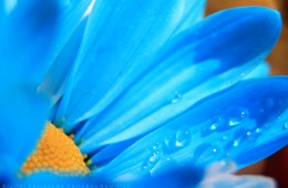 Dewy Flowers Macro