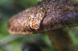 The Forest Floor
