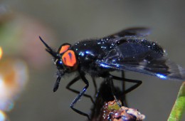 You’re So Fly