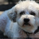 Photograph by CallyAnn Hamilton of a medium-small white dog, Rascal