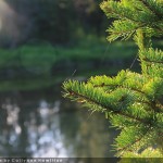 Photograph by CallyAnn Hamilton of a small tree strung with delicate silk, glistening in morning sunlight.