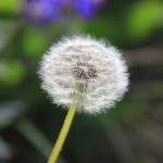 Photograph by CallyAnn Hamilton of a dandelion tock